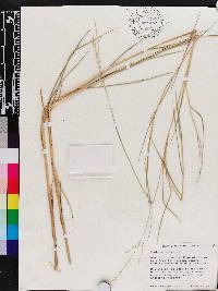 Panicum repens image