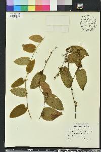 Smilax pumila image