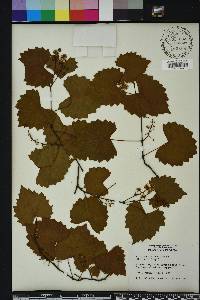 Vitis rotundifolia image