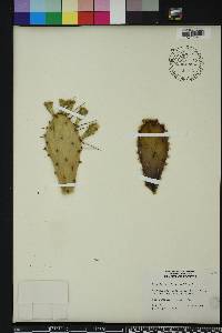 Opuntia humifusa image