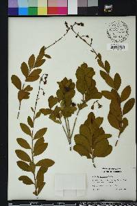 Bejaria racemosa image