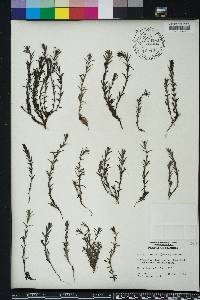 Sophronanthe hispida image