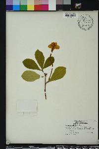 Brunfelsia nitida image