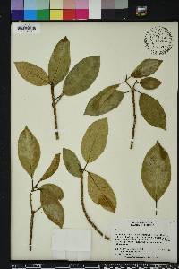 Ficus aurea image