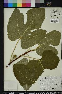 Ficus carica image