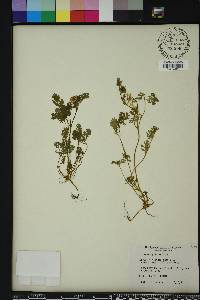 Corydalis flavula image