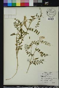 Vicia caroliniana image