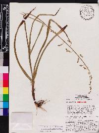 Stenanthium gramineum image