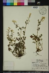 Corydalis flavula image