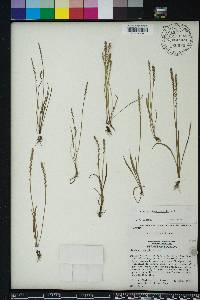 Plantago heterophylla image