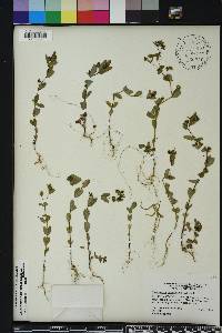 Chamaesyce hyssopifolia image