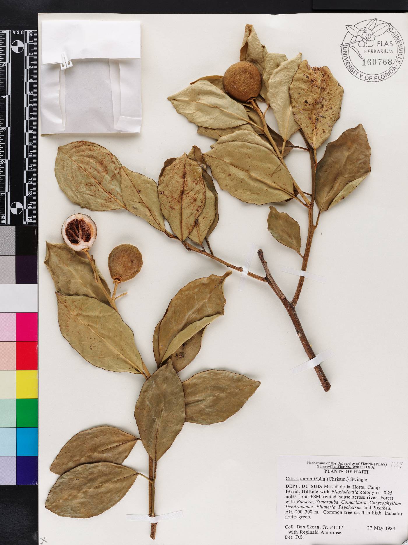 Citrus x aurantiifolia image