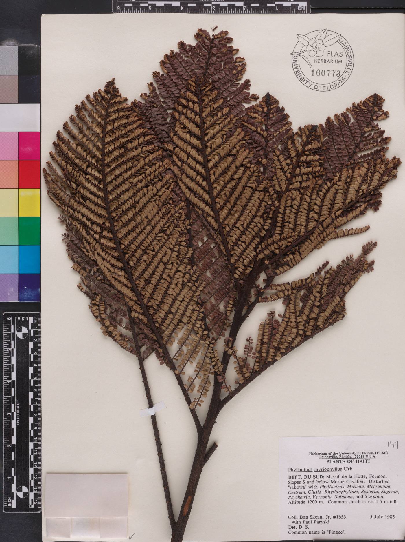 Phyllanthus myriophyllus image