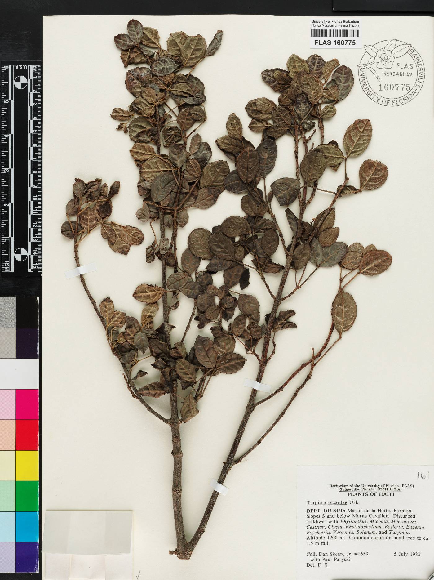 Staphylea picardae image