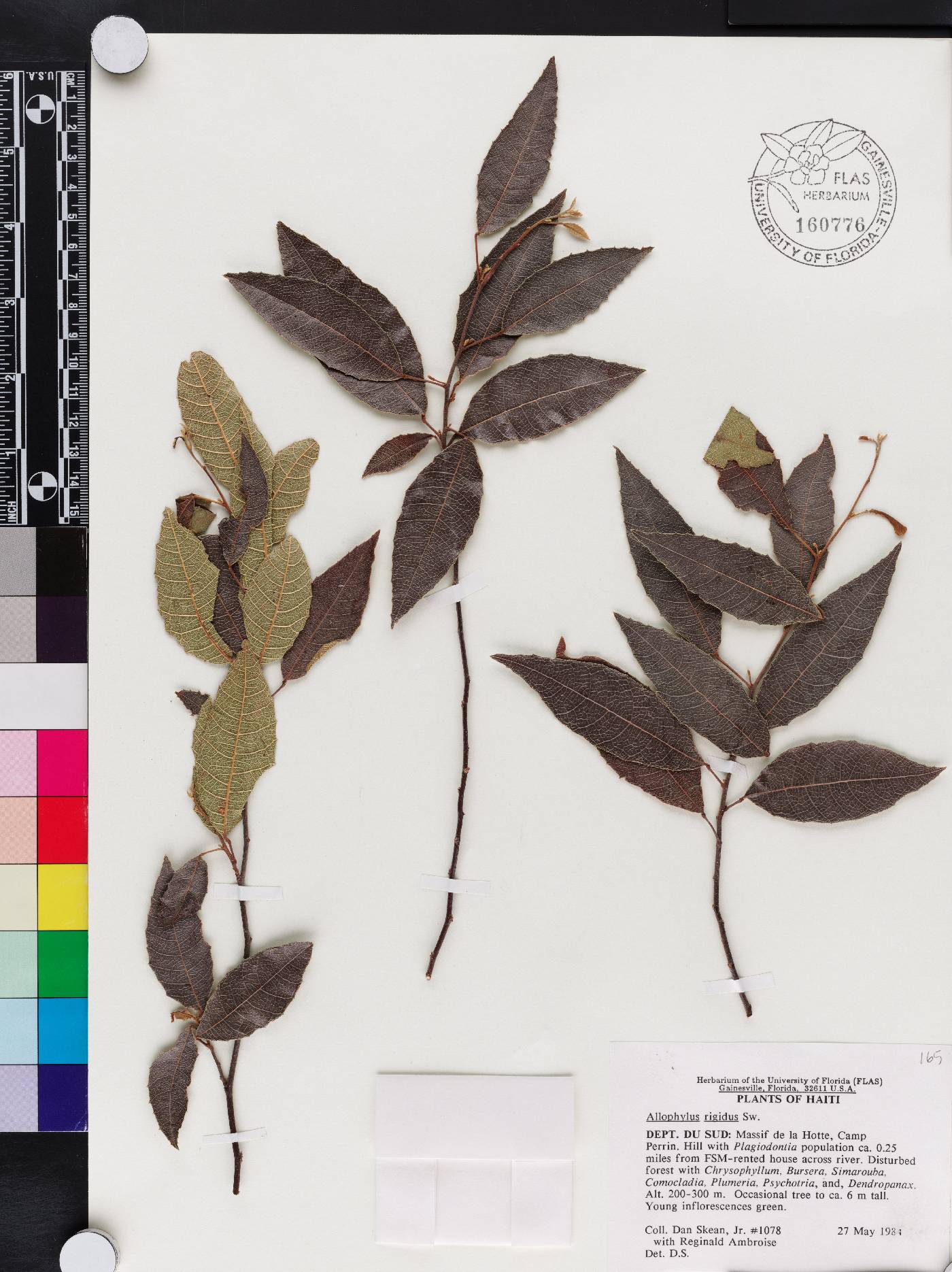 Allophylus rigidus image
