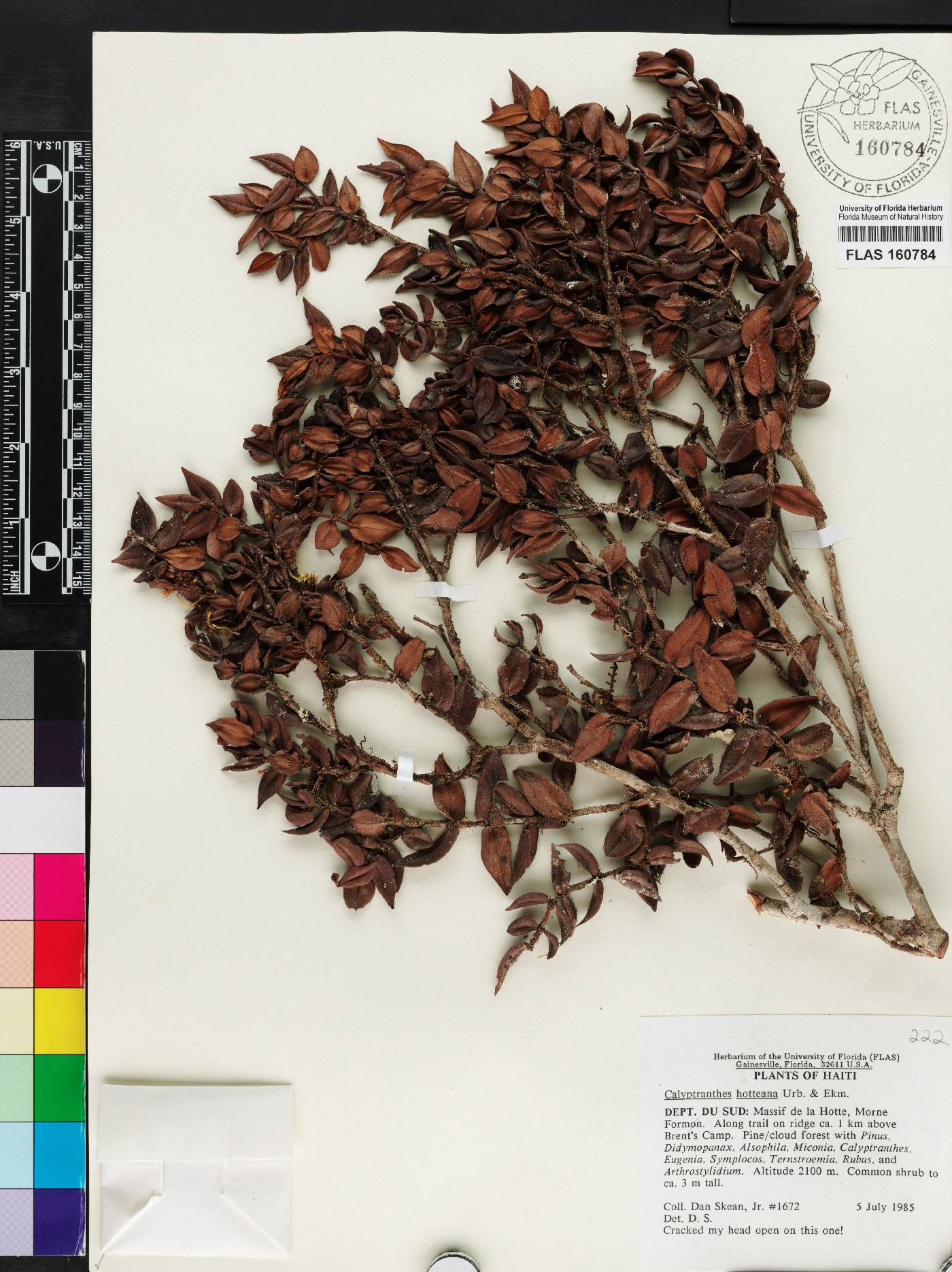 Myrcia neohotteana image