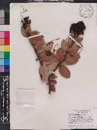 Vaccinium racemosum image