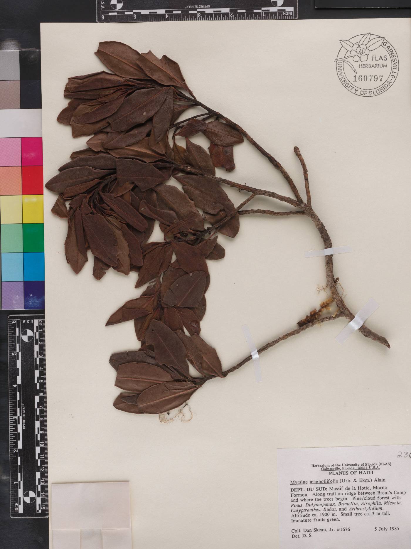 Myrsine magnoliifolia image