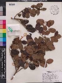 Symplocos hotteana image
