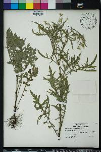 Parthenium hysterophorus image