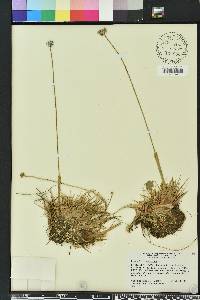 Eriocaulon compressum image