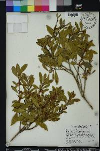 Lyonia fruticosa image