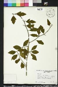 Crataegus opaca image