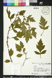 Crataegus viridis image