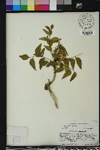 Zanthoxylum clava-herculis image