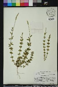 Polygala boykinii image