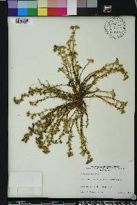 Polypremum procumbens image