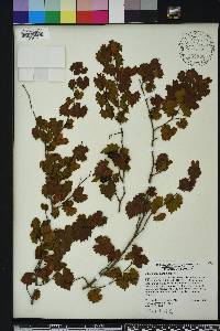 Vitis rotundifolia image