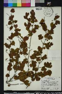 Vitis rotundifolia image