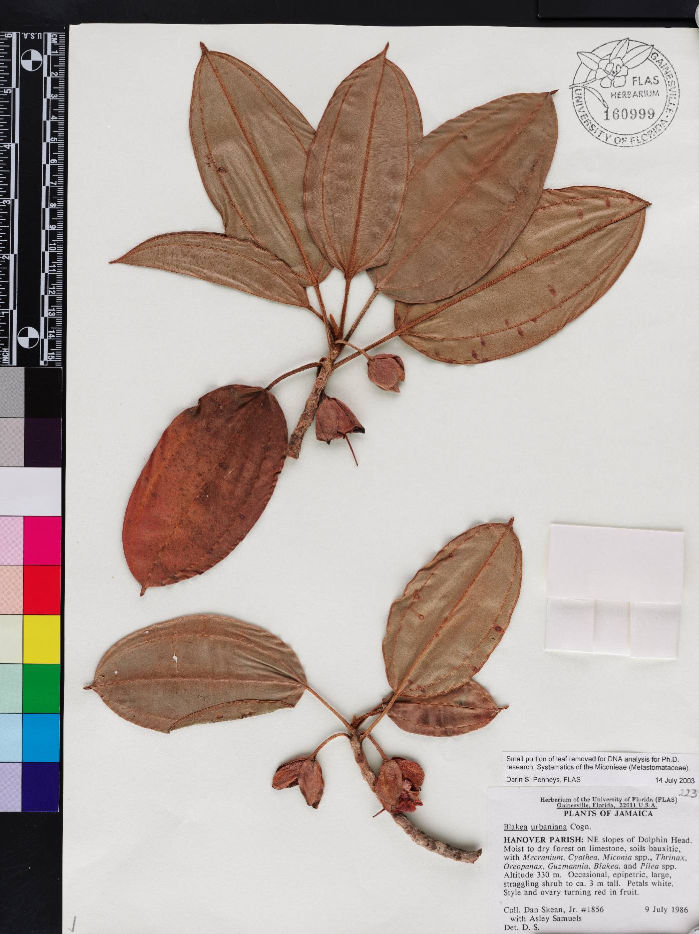 Blakea urbaniana image