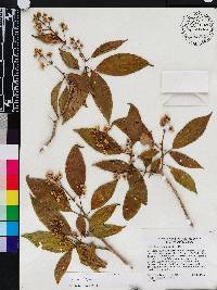 Miconia cooperi image