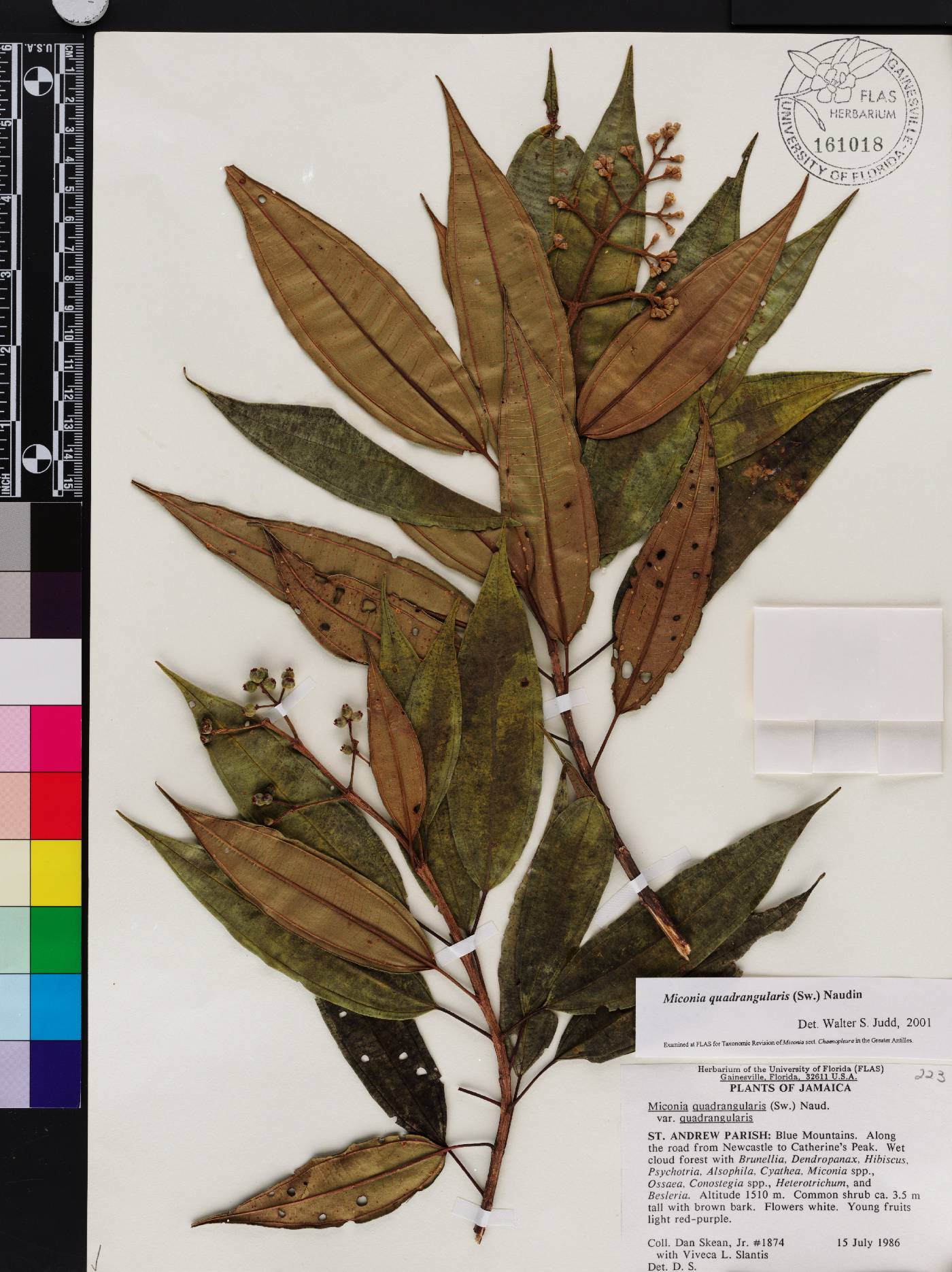 Acinodendron quadrangulare image