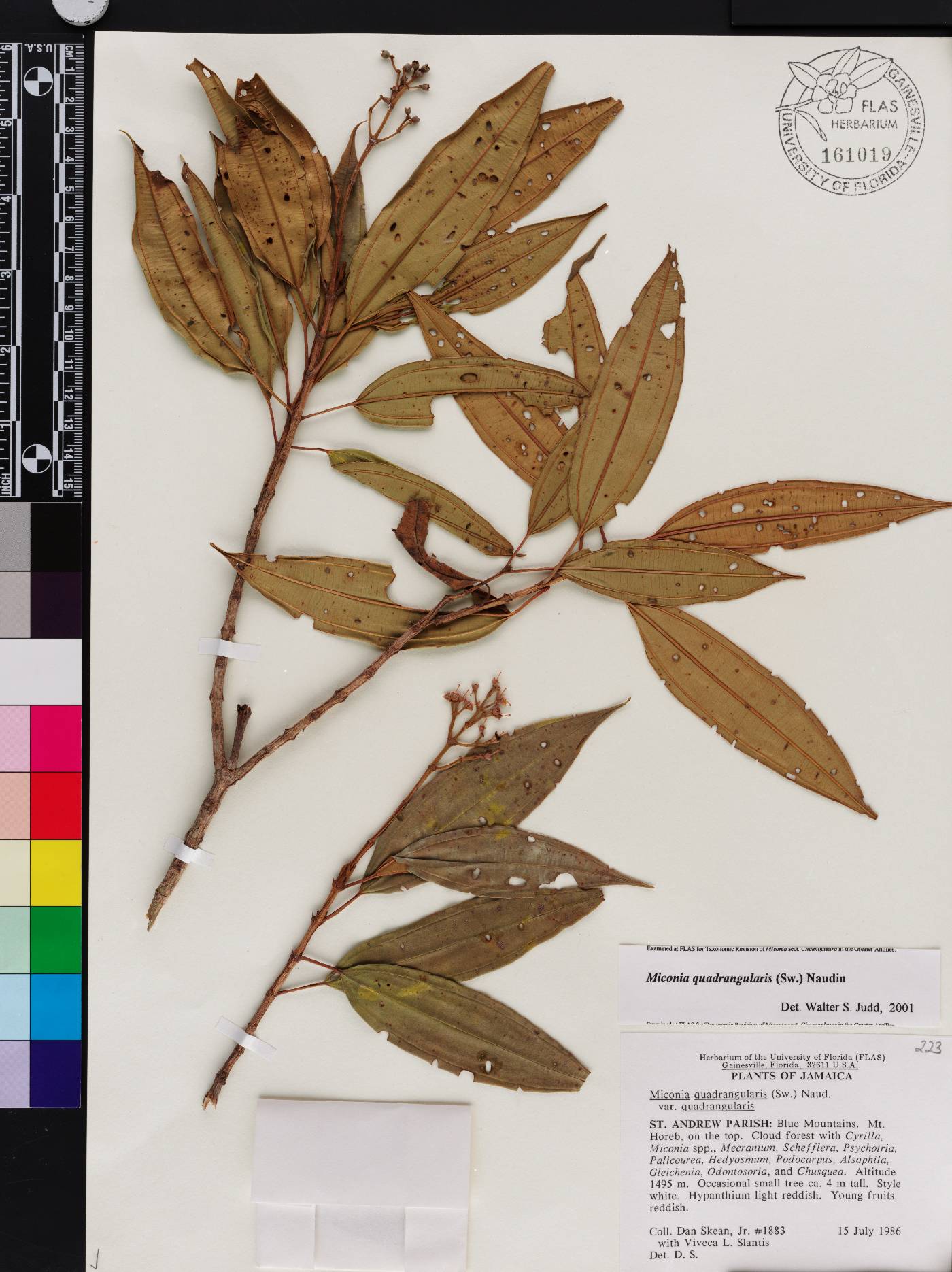 Acinodendron quadrangulare image