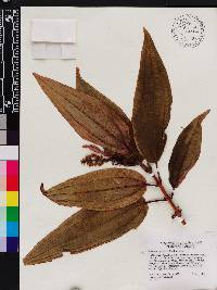 Miconia racemosa image