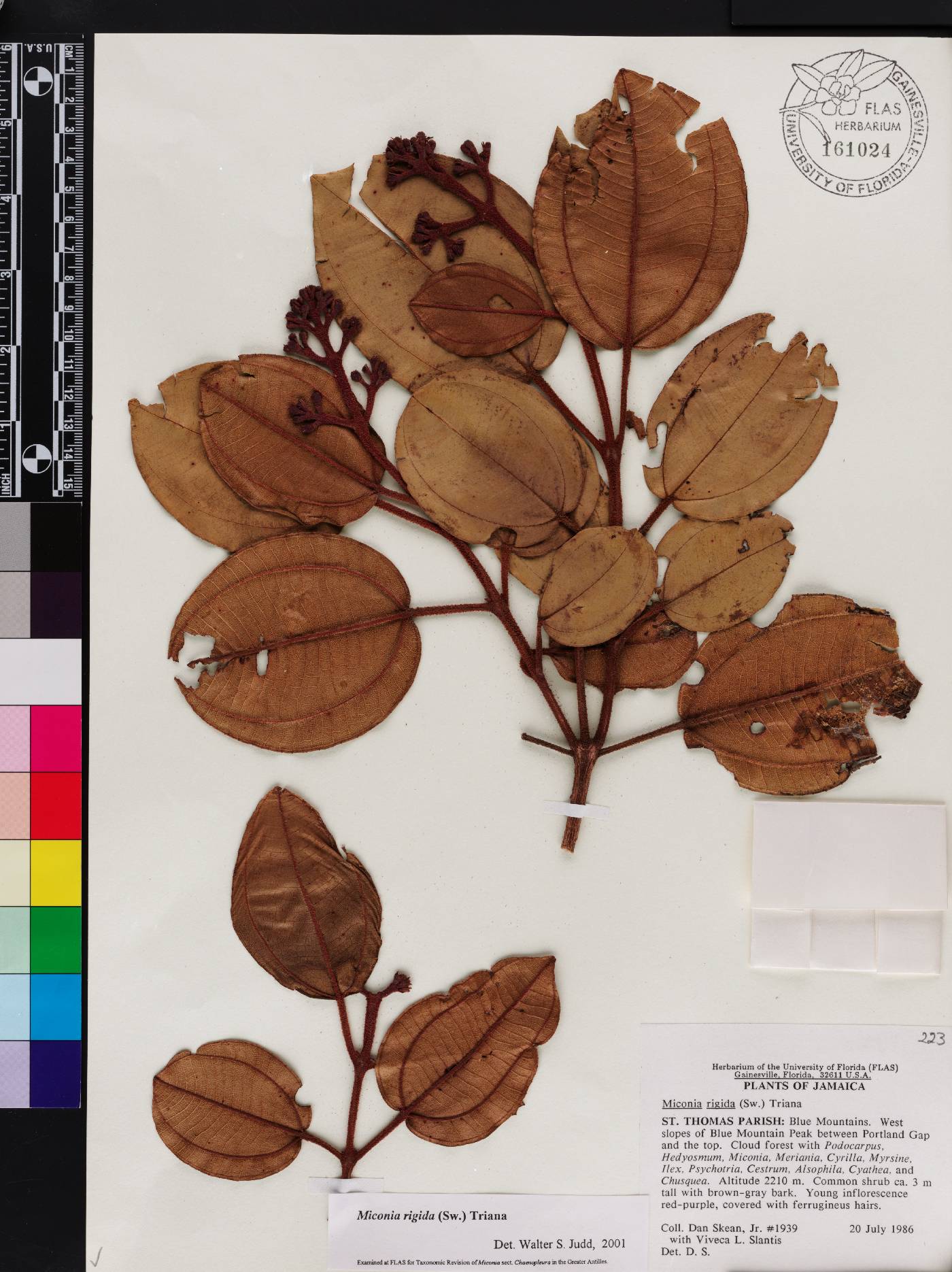 Acinodendron rigidum image