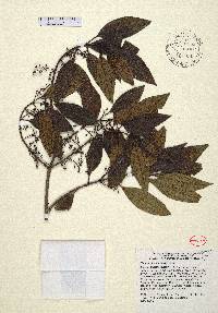 Miconia antillana image