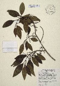 Miconia antillana image