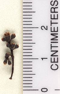 Miconia antillana image