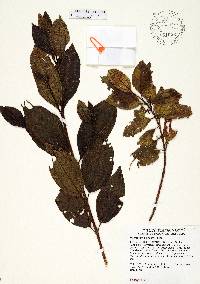 Miconia antillana image