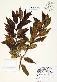 Miconia antillana image