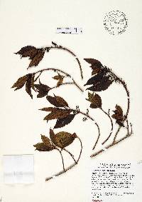 Miconia antillana image