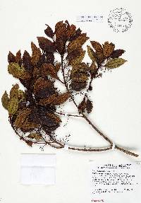 Miconia antillana image