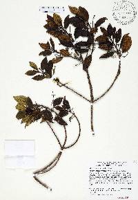 Miconia antillana image