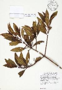 Miconia antillana image