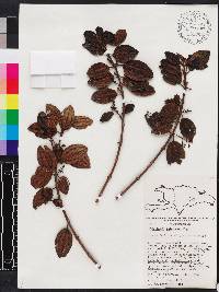 Miconia hirticaulis image