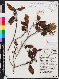 Miconia hirticaulis image